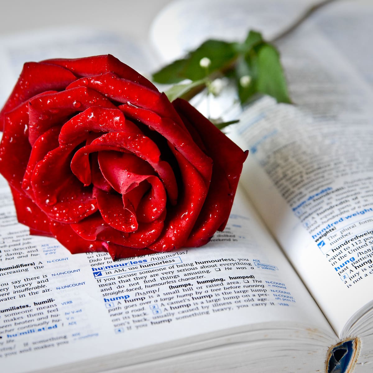 ¿Por qué se regala un libro y una rosa el 23 de abril?: Origen, tradición y significado del Día del Libro