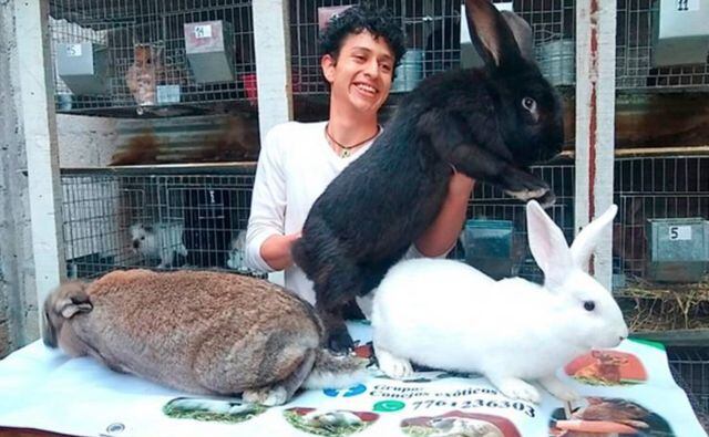 Los conejos gigantes son de varios colores