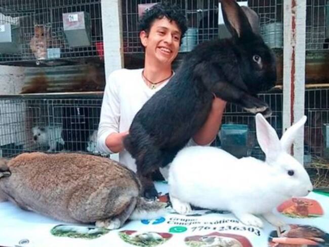 Los conejos gigantes son de varios colores