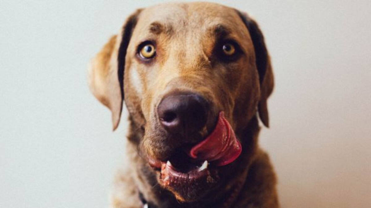 Le amputan manos y piernas por las lamidas de un perro