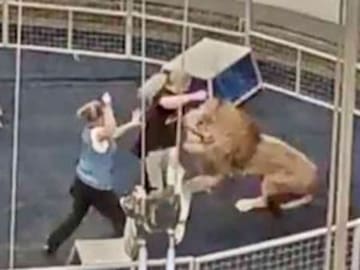 León atacó a domador y casi pierde el brazo