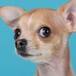 Perro chihuahua se come a su dueño