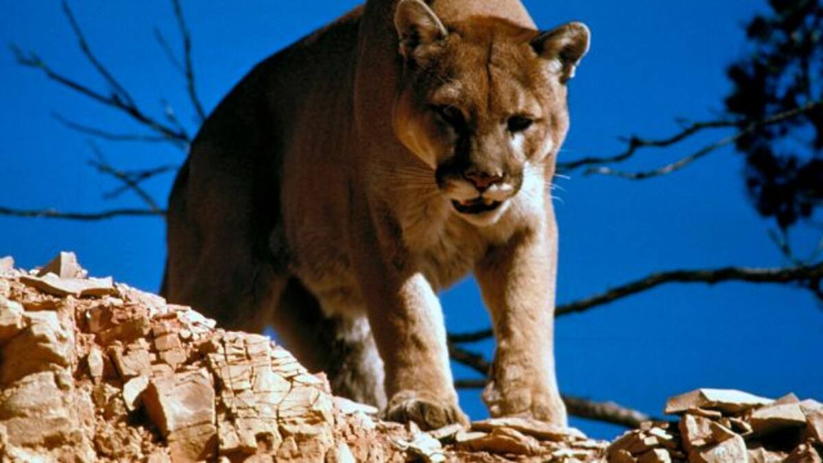 Hombre aniquila con sus propias manos a puma