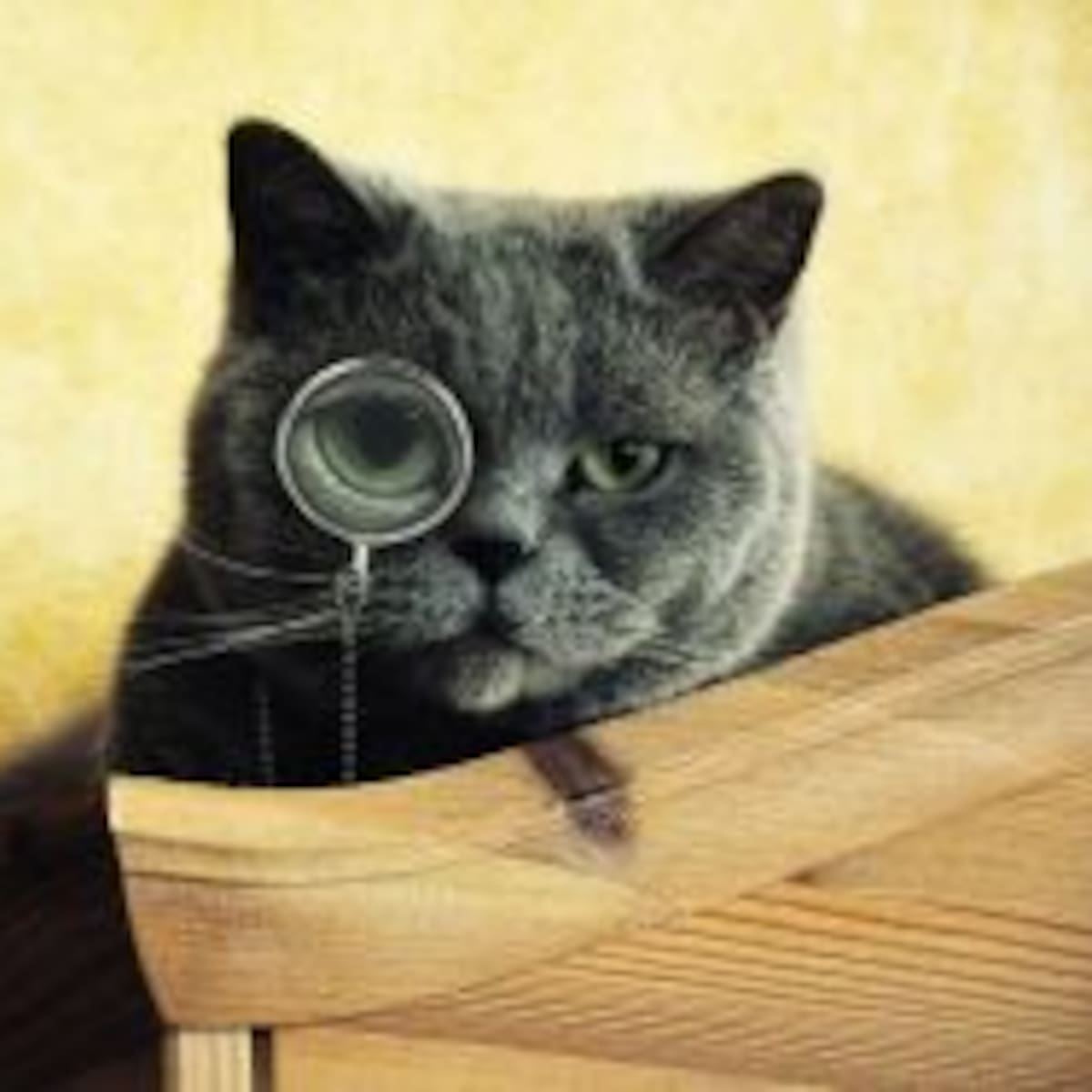 Acciones de los gatos que te harán amarlos