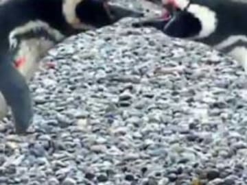Pingüino cachó a su pareja en infidelidad y provocó una gran pelea