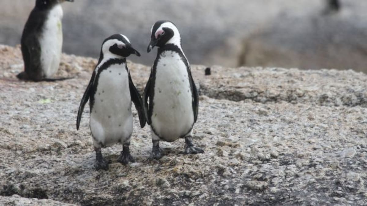 Estos pingüinos en la playa te harán volver a creer en el amor