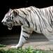 El tigre que lo atacó era propiedad de su padre