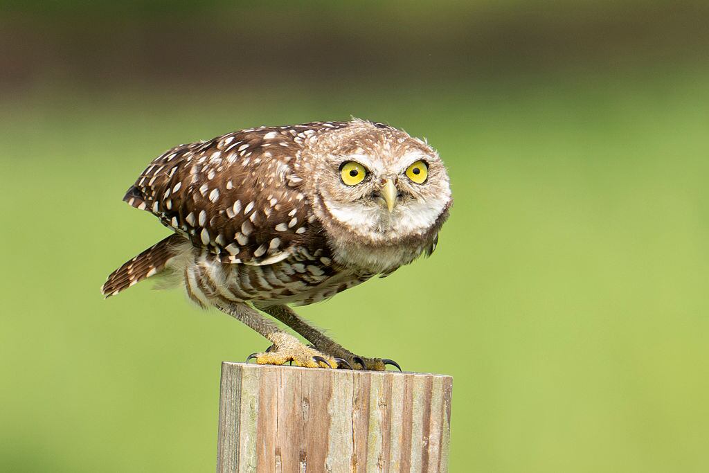 Día del Búho-04 de agosto