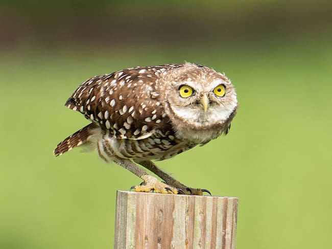 Día del Búho-04 de agosto