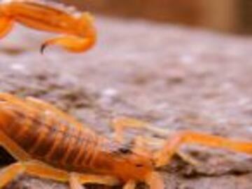 Se fuman la cola de los alacranes