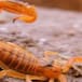 Se fuman la cola de los alacranes