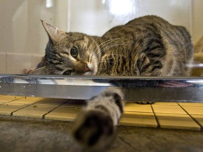 App que te ayuda a identificar el estado de ánimo de tu gato