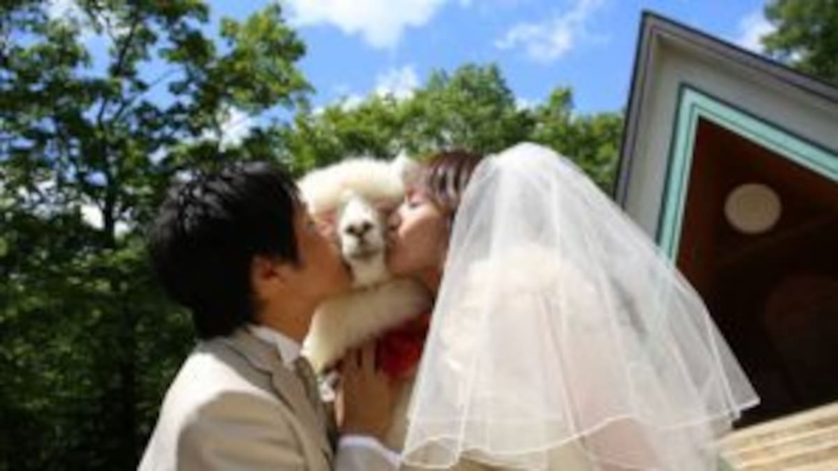 ¿Alpacas como testigos de boda?