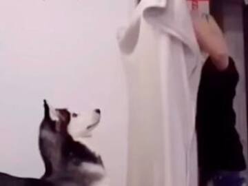 El divertido reto de las mascotas ya es viral