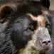FAMILIA DESCUBRE QUE SU PERRO ERA UN OSO EN PELIGRO DE EXTINCIÓN