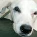 Muere perrita que esperó un mes a sus dueños en un aeropuerto