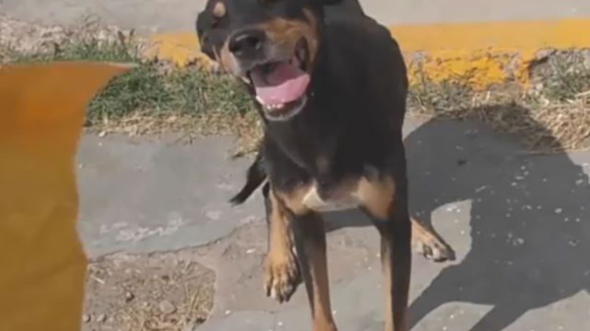 Perrito callejero causa ternura al reaccionar cuando llegan a darle croquetas