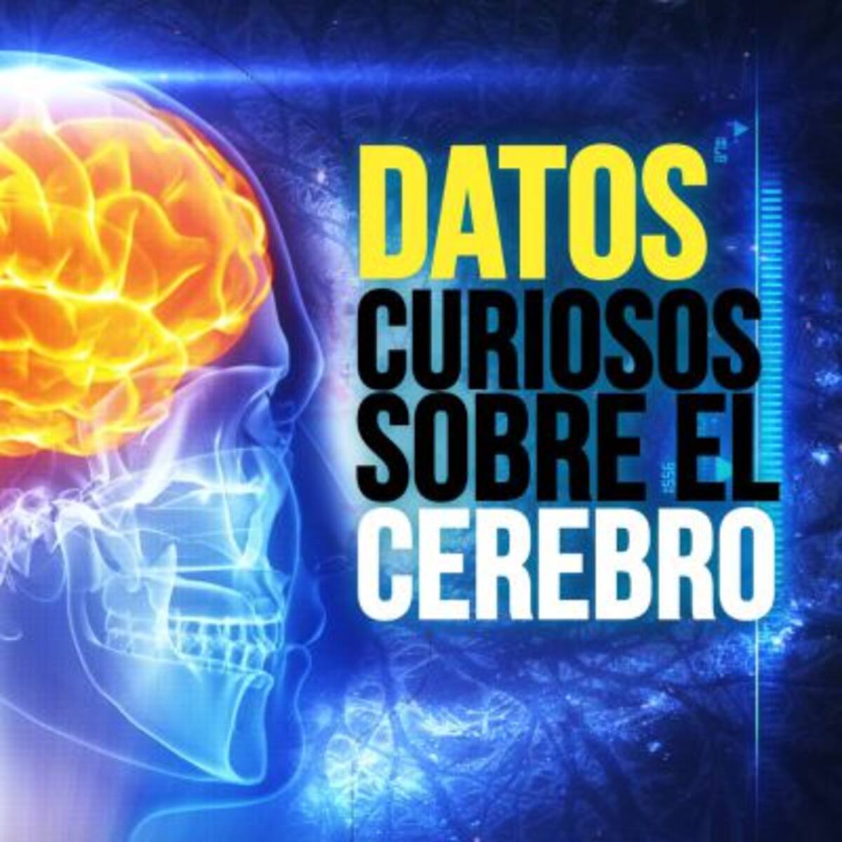 Llego el momento inteligente, sensual del Tlacuache