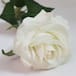 #Top Ten: Mi historia de la rosa de Guadalupe