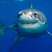 Tiburón ataca a actriz durante sesión en el mar