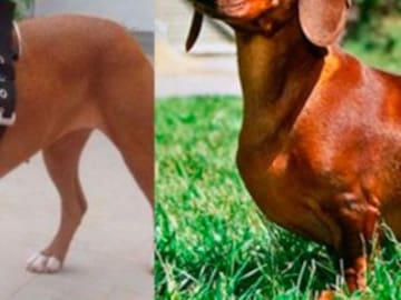 ESTE ES EL RESULTADO DE LA CRUZA ENTRE UN PERRO SALCHICHA Y UN PITBULL