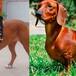 ESTE ES EL RESULTADO DE LA CRUZA ENTRE UN PERRO SALCHICHA Y UN PITBULL