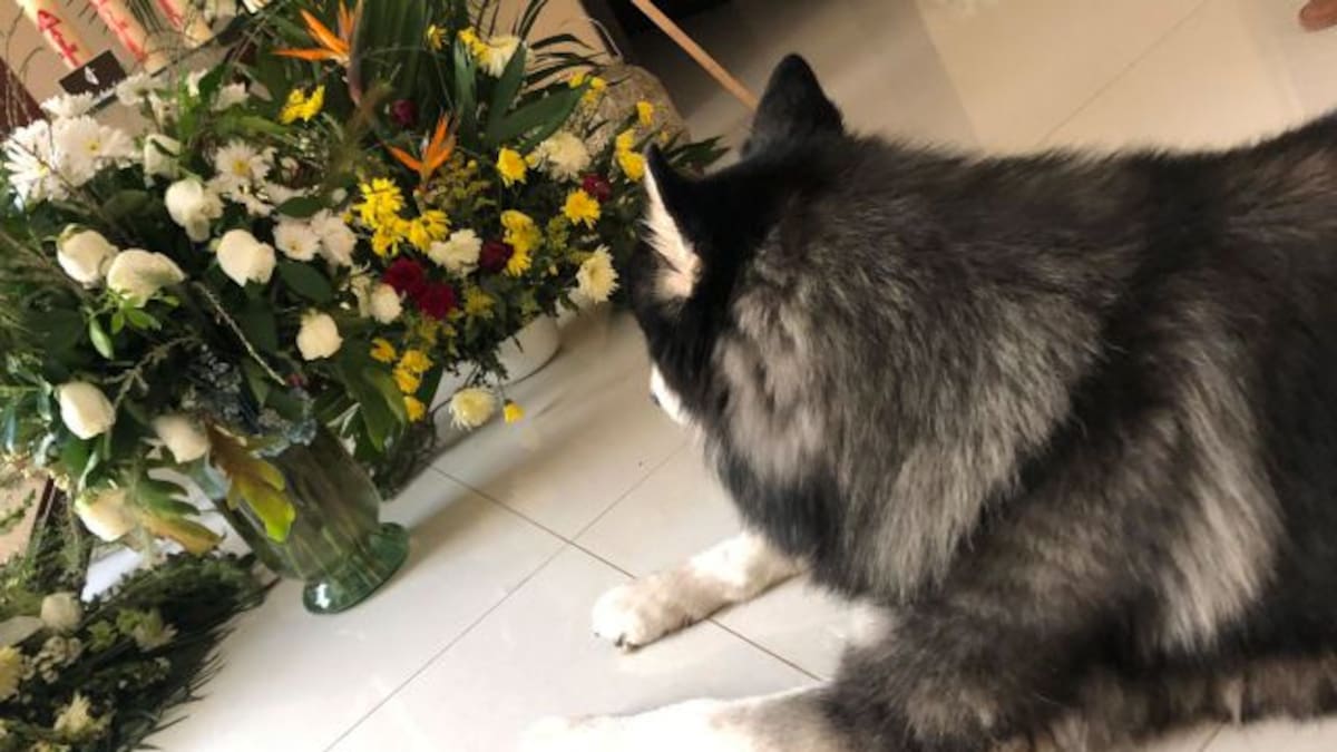 Perro llora la muerte de su dueño frente a sus cenizas