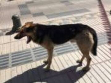 El conmovedor final del perro que robó una empanada