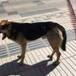 El conmovedor final del perro que robó una empanada
