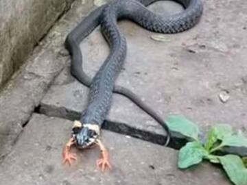 ¡Increíble! encuentran serpiente con patas