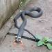 ¡Increíble! encuentran serpiente con patas