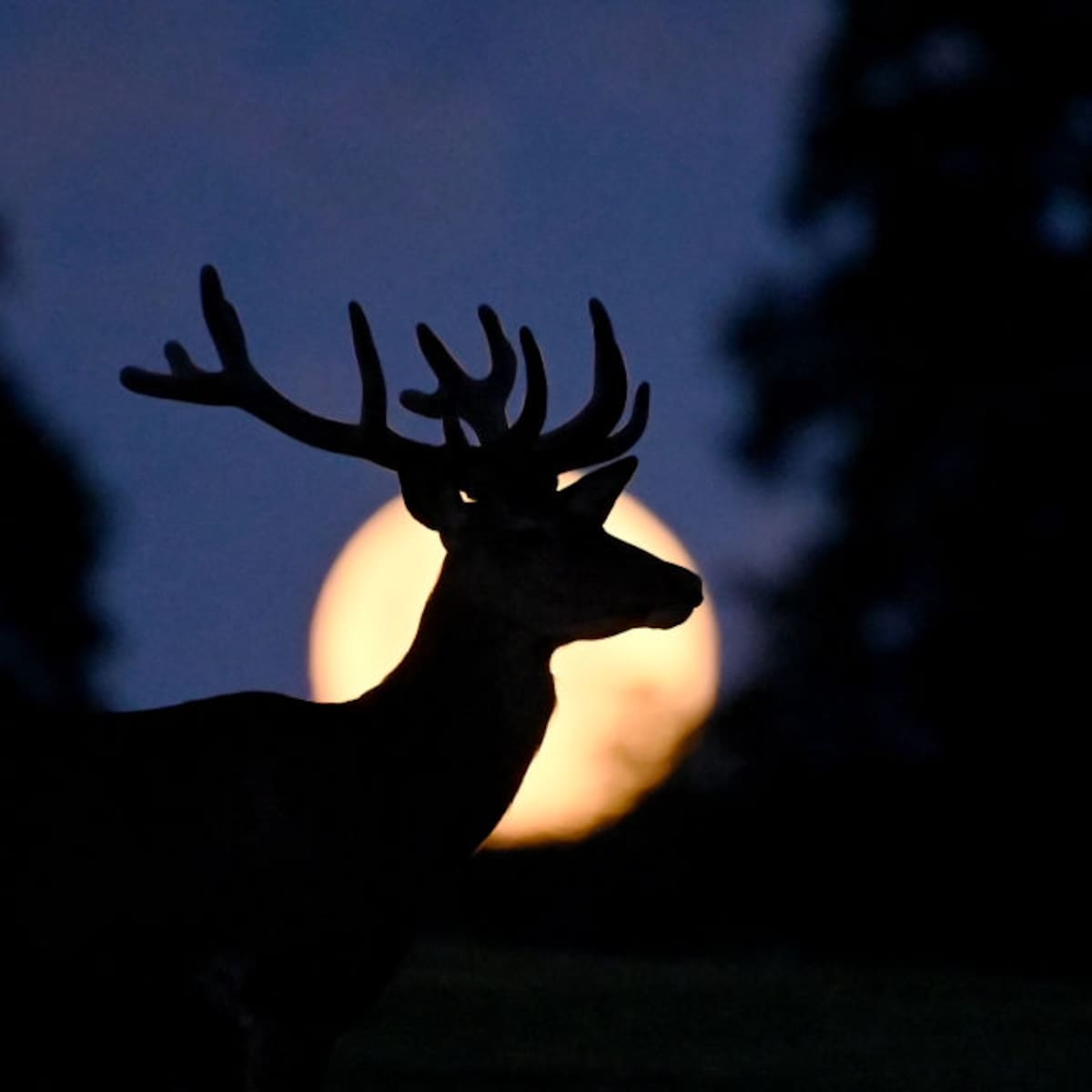 ¿Qué significado tiene la Luna del Ciervo? Este es el origen ancestral detrás de la luna llena de julio que sigue fascinando al mundo