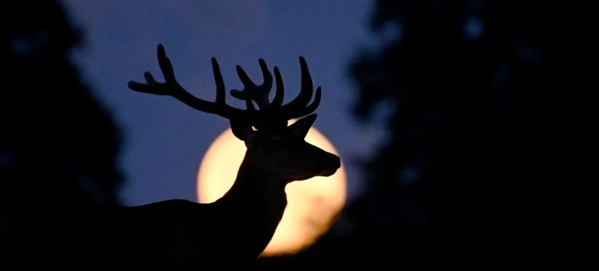¿Cuándo es la Luna del Ciervo?