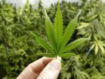 Ofrecen marihuana en iglesias