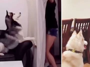 Este es el reto que sorprende a las mascotas y se está haciendo viral