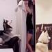 Este es el reto que sorprende a las mascotas y se está haciendo viral