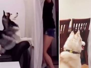 ESTE ES EL RETO QUE SORPRENDE A LAS MASCOTAS Y SE ESTÁ HACIENDO VIRAL