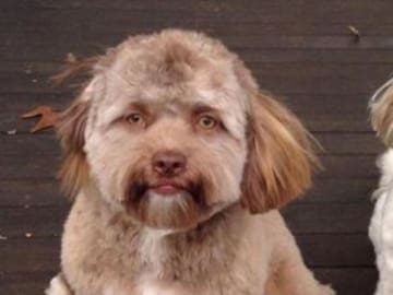 Perro con cara de humano que nos hizo decir ¡WTF!