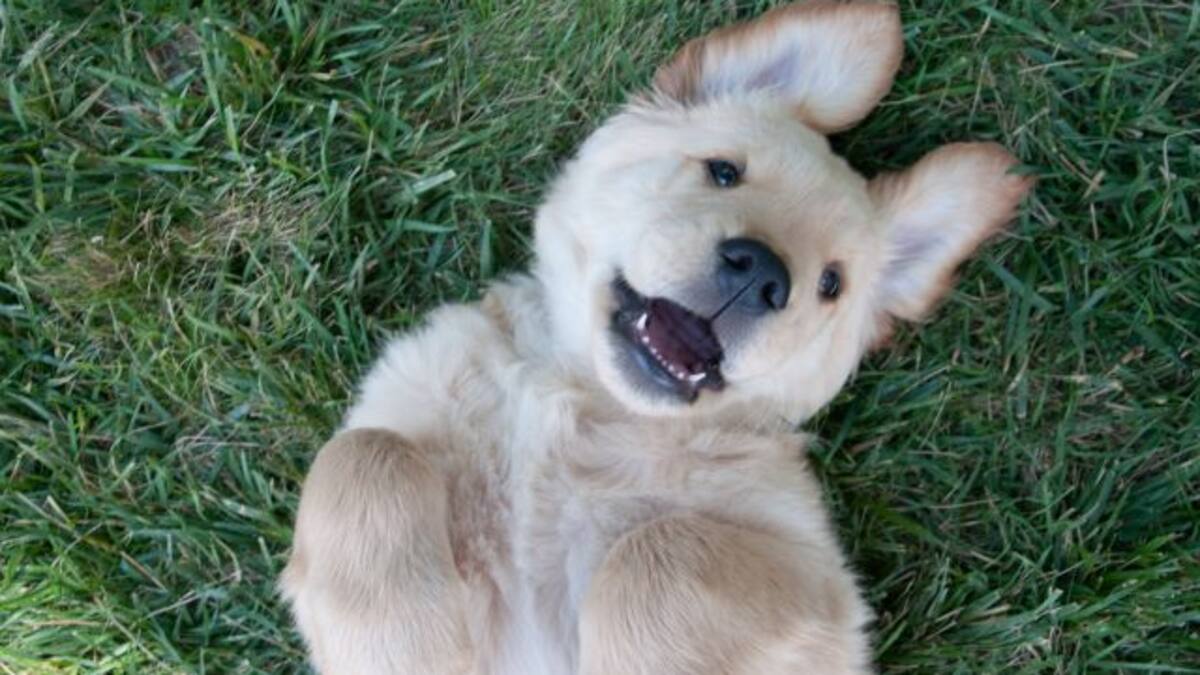 ¿Cómo saber que piensa tu perro?