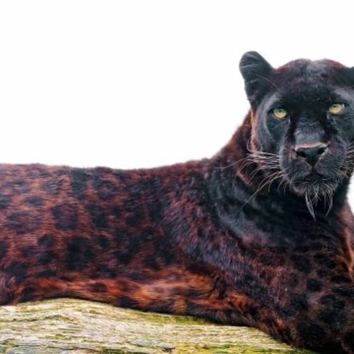 Cámara capta un raro ejemplar del jaguar negro