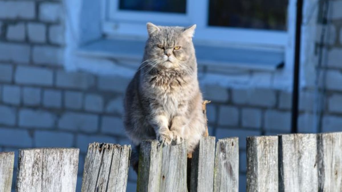 Gato defiende su casa de tres coyotes