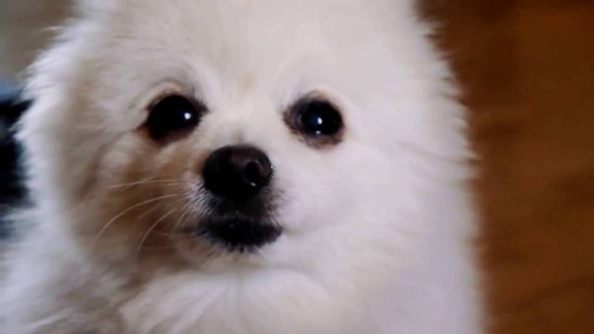 Hace videollamada a su perrito que no veía en 9 meses