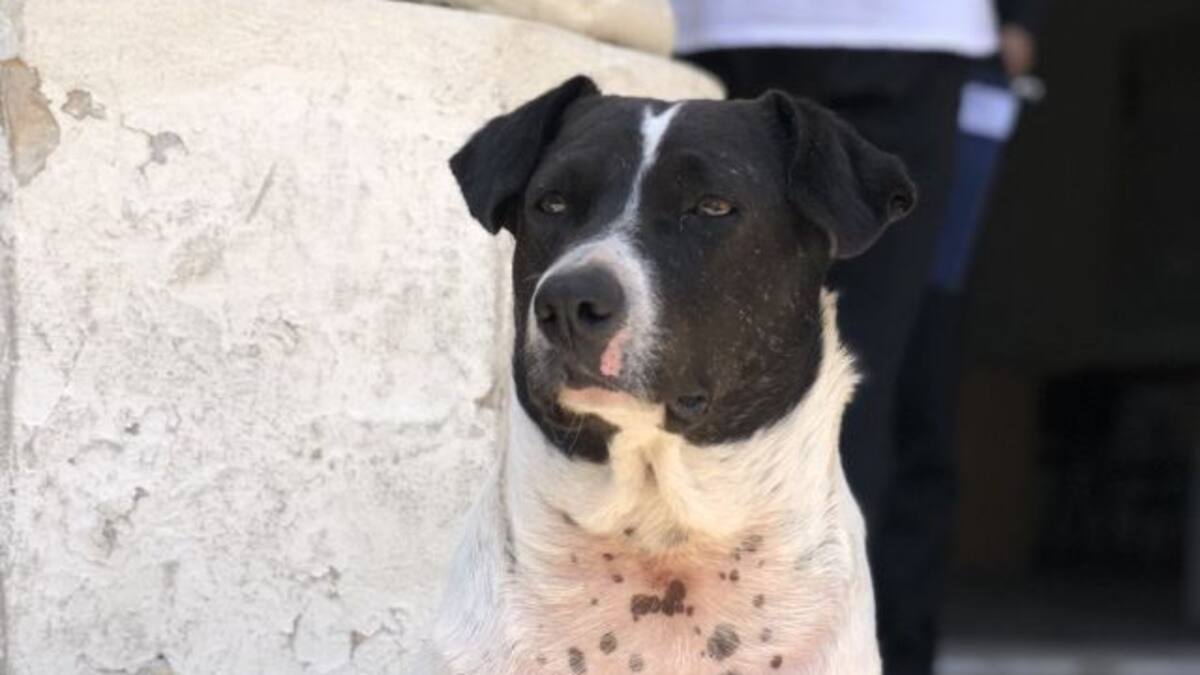 El perro estafador que se hizo viral por manipular a toda una facultad