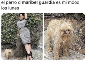 Memes perrito de Maribel Guardia