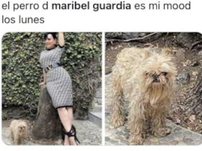 Memes perrito de Maribel Guardia