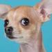Perro chihuahua se come a su dueño