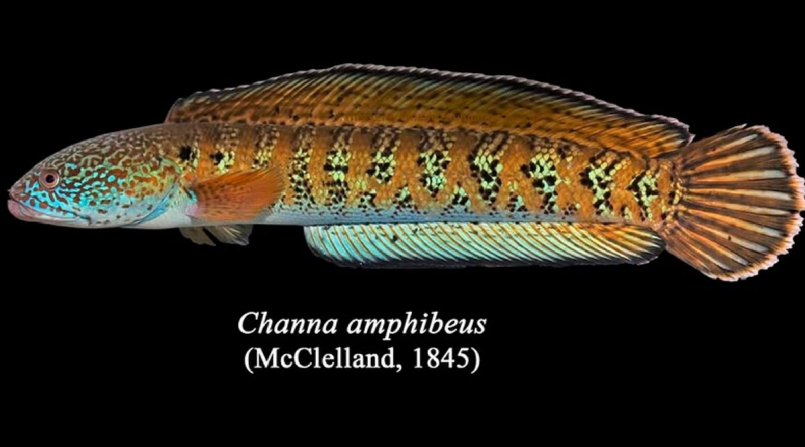 Chel snakehead