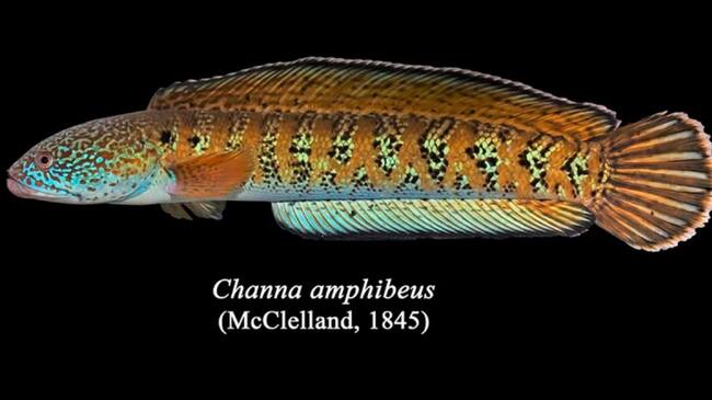 Chel snakehead