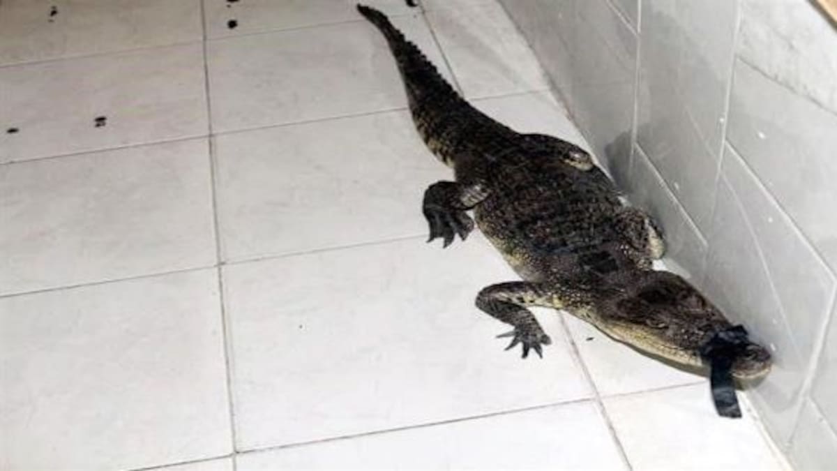 Encuentran un cocodrilo en un mercado de CDMX