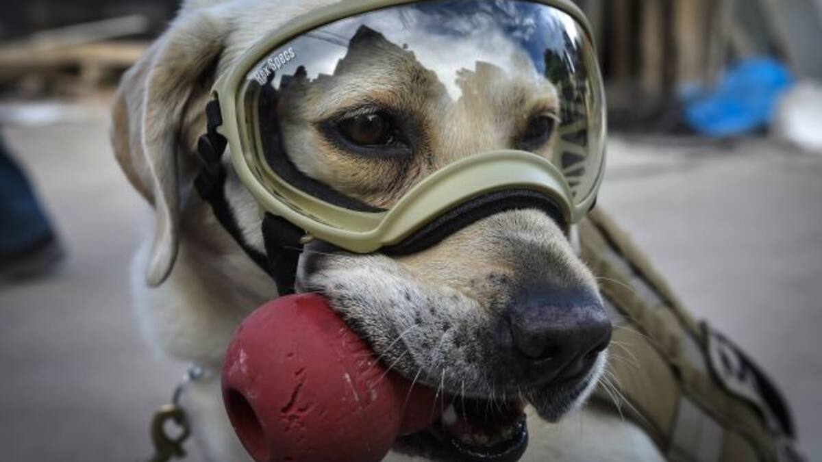 Crean emoji de Frida, la perrita